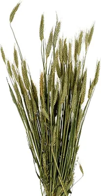 Produktbild von Getreide Dekostrauß Gerste für rustikale Tischdekoration
