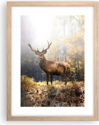 Produktbild von Gerahmtes Poster - Rahmen in heller Eiche - Licht Hirsch Wald - 30x40 cm - Wand Bild - Wanddeko - Wandbilder - Kunstposter - Wandposter - Bilderrahmen - Bilder - Kunstdruck - P2NPA30x40-4452
