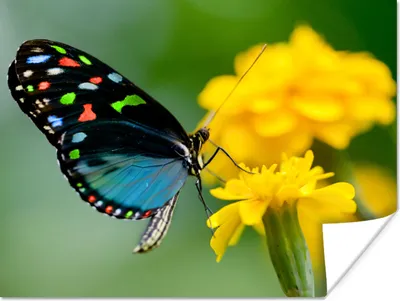 Produktbild von MuchoWow® Poster Schmetterling - Blume - Tier - Insekt 160x120 cm - Foto Plakat