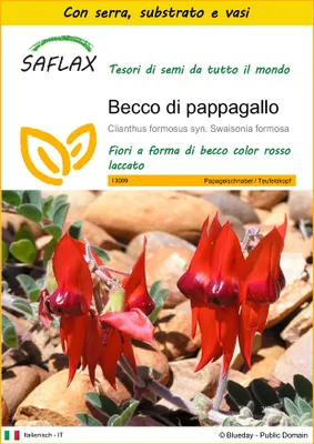 Immagine prodotto di SAFLAX Insieme di coltivazione - Becco di pappagallo  - 20 semi - Clianthus