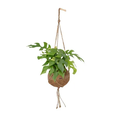 Produktbild von Kokodama Monstera Minima Hang - Gatenpflanze - 25Cm - Ø15