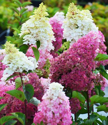 Produktbild von BALDUR Garten Freiland-Hortensie Fraise Melba®, 1 Pflanze, Hydrangea paniculata winterhart, pflegeleicht, für Standort im Schatten geeignet, blühend, mehrjährig & winterhart
