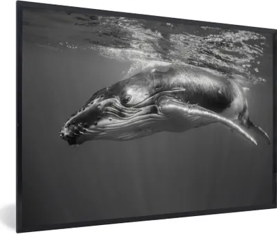 Produktbild von MuchoWow® Gerahmtes Poster Ein Schwarz-Weiß-Bild eines Buckelwals 90x60 cm - Poster mit Schwarzem Bilderrahmen Wandposter Rahmen Foto Bilder - Fotorahmen - Foto-Plakat