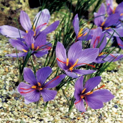 Produktbild von Blumenzwiebeln Blumen Zwiebeln Crocus Herbstkrokus Sativus 5 St.