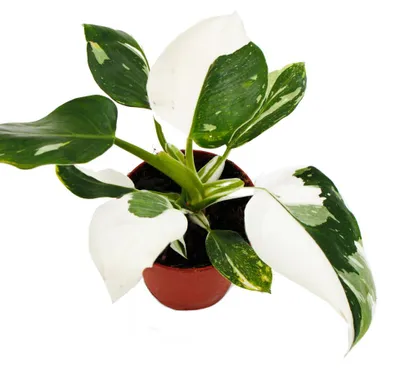 Produktbild von Philodendron White Princess - weiß-grüner Baumfreund - 12cm Topf