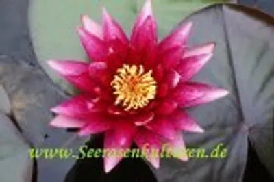 Produktbild von 1 SEEROSE der Sorte Atropurpurea, rote Blüte