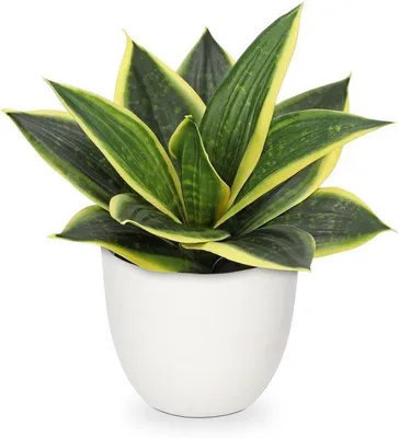 Obrázok produktu pre Unyqoos® Umelá rastlina Sansevieria na štýlovú výzdobu domácností a kancelárií, výška 23 cm, nenáročná na údržbu, realistický vzhľad