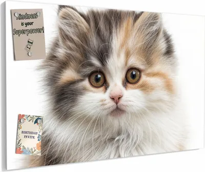 Produktbild von Magnettafel 90x60cm magnetisch & beschreibbar Metall-Board - Flauschige Katze