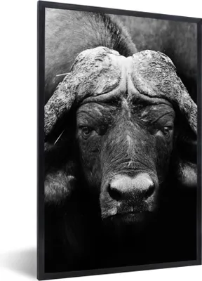 Produktbild von MuchoWow® Gerahmtes Poster Tiere - Büffel - Schwarz - Weiß - Porträt 60x90 cm - Poster mit Schwarzem Bilderrahmen Wandposter Rahmen Foto Bilder - Kunst