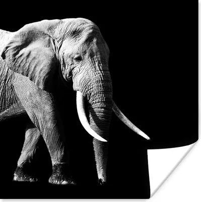 Produktbild von MuchoWow® Poster Elefant - Zähne - Tiere - Schwarz - Weiß 100x100 cm - Babyzimmer