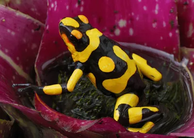 Produktbild von 3 D Ansichtskarte Baumsteigerfrosch, Postkarte Wackelkarte Hologrammkarte, Tier Frosch Frösche