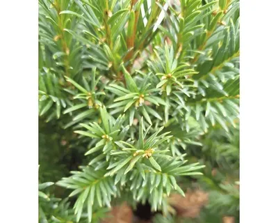 Obrázek produktu pro Tis červený FloraSelf Taxus baccata 'Westerstede' výška 30-40 cm květináč 3 l