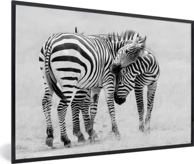 Produktbild von MuchoWow® Gerahmtes Poster Zebra - Tiere - Natur - Safari 90x60 cm - Poster mit Schwarzem Bilderrahmen Wandposter Rahmen Foto Bilder - Fotorahmen - Foto-Plakat