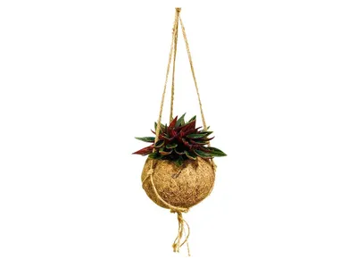 Obrázek produktu pro Kokodama Peperomia Rosso (M)