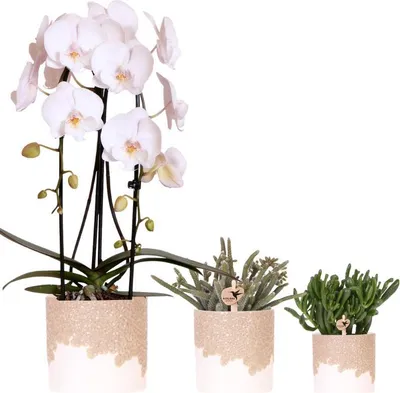 Produktbild von Kolibri Company | Bloom Sand Pflanzenset | Weiße Niagara Falls Orchidee 12cm + Grünpflanzen inkl. Bloom Sand Übertöpfe
