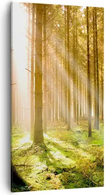 Produktbild von Bild auf Leinwand - Leinwandbild - Bäume Sonne Natur - 55x100cm - Wand Bild - Wanddeko - Wandbilder - Leinwanddruck - Bilder - Kunstdruck - Wanddekoration - Leinwand bilder - Wandkunst - PA55x100-0156