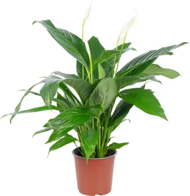 Produktbild von Einblatt 4-8 Blüten/Knospen - echte Zimmerpflanze, Spathiphyllum - Höhe ca. 70 cm, Topf-Ø 17 cm