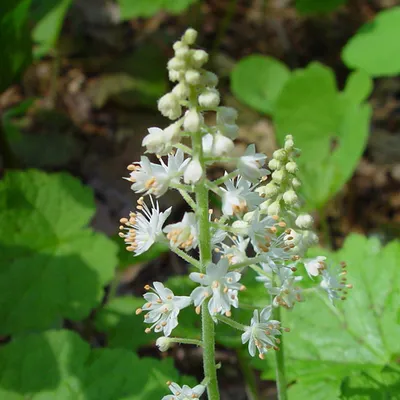 Produktbild von 6 x Herzblättrige Schaumblütte - Tiarella cordifolia  | Topf 9cm x 9cm