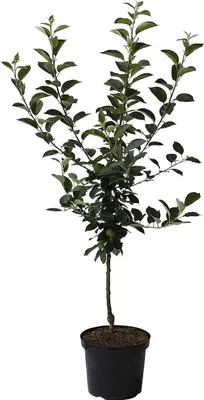 Produktbild von Gloster leicht saftig süßsäuerlicher Winterapfel Apfelbaum Buschbaum 110-140 cm im 9-10 Liter Topf M7