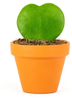 Obrázek produktu pro Gardners Hoya kerrii, průměr 6 cm
