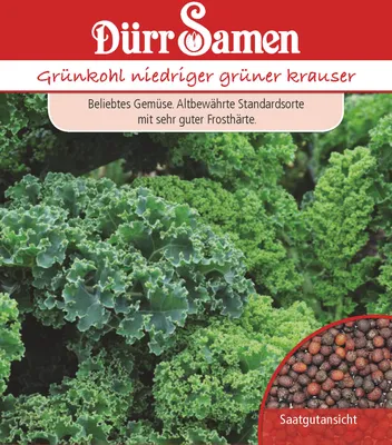 Produktbild von Grünkohl niedriger grüner krauser | Grünkohlsamen von Dürr Samen