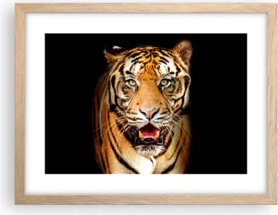 Produktbild von Gerahmtes Poster - Rahmen in heller Eiche - tiger tier - 40x30 cm - Wand Bild - Wanddeko - Wandbilder - Kunstposter - Wandposter - Bilderrahmen - Bilder - Kunstdruck - Wandbild - P2NAA40x30-4103