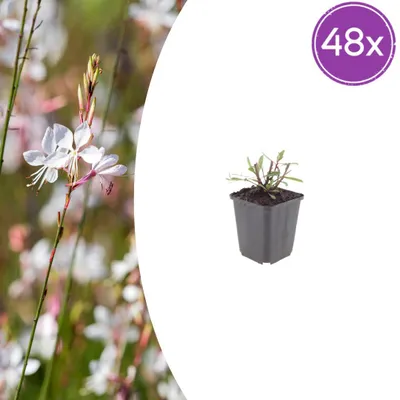 Obrázek produktu pro Gaura lindheimeri "Whirling Butterfly" - Prachtkerze (Gaura) - 9 cm květináč - výška 10-25 cm - sada 48 rostlin