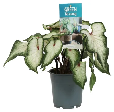 Image de Caladium blanc - 25cm - Ø12cm - Plante d'intérieur - Vert persistant
