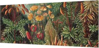 Zdjęcie produktu dla Tapeta ścienna – tapeta dekoracyjna do salonu – folia tapetowa do dekoracji ścian – 208 x 146 cm – Egzotyczny ogród