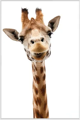Produktbild von Wallario Wandbild Giraffenkopf, Größe: 61 x 91,50 cm, Poster mit weißem Aluminiumrahmen