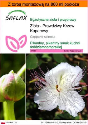 Zdjęcie produktu dla SAFLAX - Garden in the bag - Zioła - Prawdziwy Krzew Kaparowy - 25 Nasiona - Z podłożem uprawowym w praktycznej, samorozkładającej się torbie - Capparis spinosa