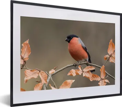 Produktbild von MuchoWow® Gerahmtes Poster Vogel - Laub - Herbst - Gimpel - 40x30 cm - Poster mit Schwarzem Bilderrahmen Wandposter Rahmen Foto Bilder - Bilderrahmen - Poster im Rahmen