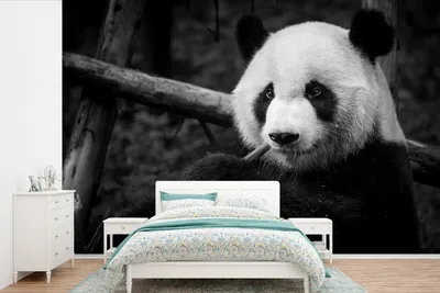 Produktbild von MuchoWow® Fototapete für Wohnzimmer oder Schlafzimmer Wandtapete Vinyl Motivtapete Panda kaut auf Bambus in schwarz-weiß - 330x220 cm - Fototapeten