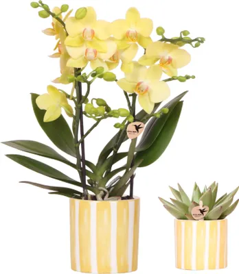 Produktbild von Kolibri Orchids | Set aus gelber Orchidee Albenga und Sukkulente im Painted Stripe Ziertopf - Topfgröße Ø9cm & Ø6cm | blühende Zimmerpflanze - frisch vom Züchter