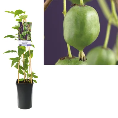 Produktbild von Mini kiwi Issai 50-70 cm - samosprašné kiwi Actinidia arguta mrazuvzdorné, sladké plody, ideální na zahradu a balkon