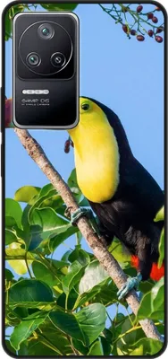 Produktbild von König Design Hülle kompatibel mit Xiaomi Poco F4 Kunststoff Soft Handyhülle - Handy Case Tucan