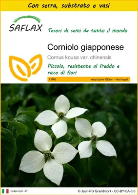 Immagine prodotto di SAFLAX Insieme di coltivazione - Corniolo giapponese - 30 semi - Cornus