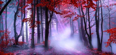 Produktbild von Leinwandbild - Motiv: Herbstwald - 30 x 70cm