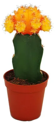 Immagine prodotto di Gymnocalycium mihanovichii - Cactus fragola - arancione - vaso da 5,5 cm