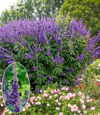 Produktbild von BALDUR Garten 1x Mönchspfeffer 'Queen Bee®', Pflanze im 9x9 cm-Topf, extrem lange Blütezeit & Bestäubermagnet, erinnert an Sommerflieder, winterhart, trockenheitsverträglich, mehrjährig, pflegeleicht