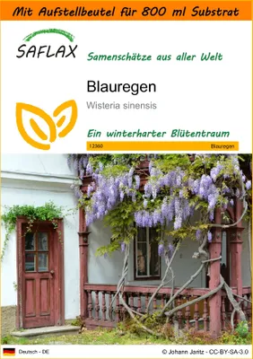 Produktbild von SAFLAX - Garden in the Bag - Blauregen - 4 Samen - Mit Anzuchtsubstrat im praktischen, selbst aufstellenden Beutel - Wisteria sinensis