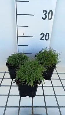 Immagine prodotto di 6 x Dianthus arenarius - Garofano - vaso 9 x 9 cm