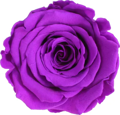 Produktbild von Infinity Rose L Ø5cm konserviert stabilisiert haltbar Rosenkopf ewige Rosenblüte 1 St. Purple (pur02)