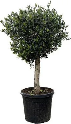 Obrázok produktu pre Olivovník – Olea Europaea Lorc 180 cm – Ø 50 cm – Stredomorská kvetina v kvetináči so striebrozelenými listami – nenáročná na údržbu
