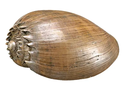Produktbild von Nobby Aquariendekoration Muschel braun