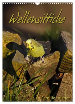 Produktbild von Wellensittiche (Wandkalender 2027 DIN A3 hoch), CALVENDO Monatskalender
