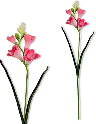 Produktbild von Zweig - Dunkelrosa Schaumfreesie 59 cm