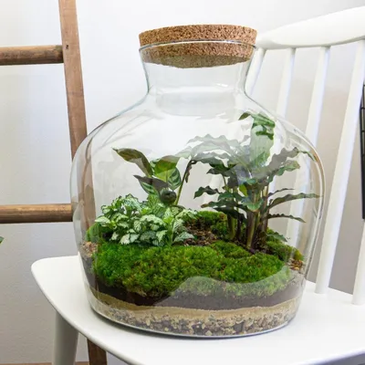 Produktbild von Flaschengarten Fat Joe Ø29x30cm DIY Bausatz mit Pflanzen & Moos Pflanzterrarium