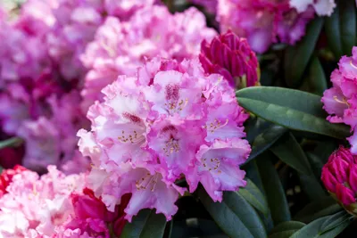 Produktbild von Rhododendron yakushimanum 'Arabella', rosa Blüten, 40–50 cm