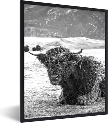Produktbild von MuchoWow® Gerahmtes Poster Schottischer Highlander - Berg - Tiere 60x80 cm - Poster mit Schwarzem Bilderrahmen Wandposter Rahmen Foto Bilder - Premium - Wanddeko Wohnzimmer